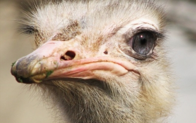 Ostrich