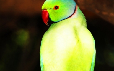 Parrot