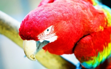 Parrot