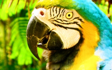 Parrot