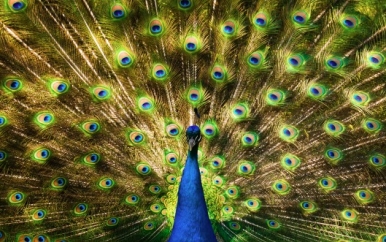 Peacock