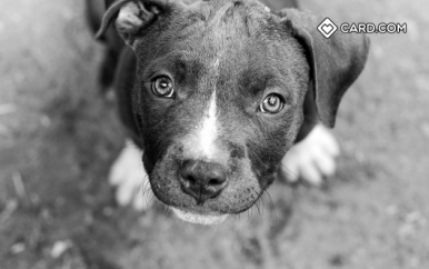 Pit bull