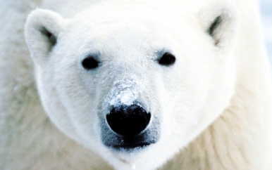 Polar Bear