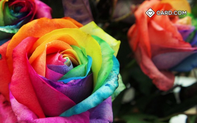 Rainbow