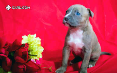 We Speak Puppy