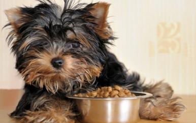 Yorkie