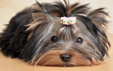 Yorkie